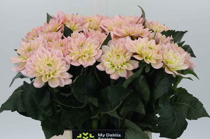 Dahlia Dianas Memory