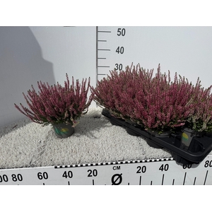 Callu Bl Sanne