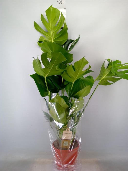 <h4>Monstera delic.</h4>