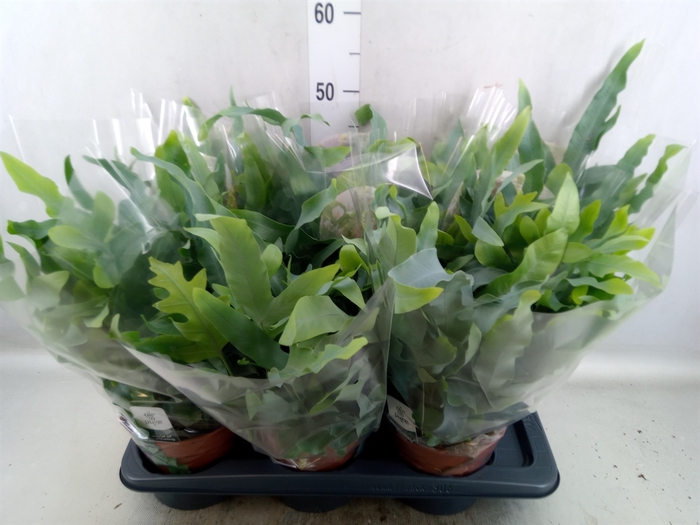 <h4>Phlebodium aureum 'Blue Star'</h4>