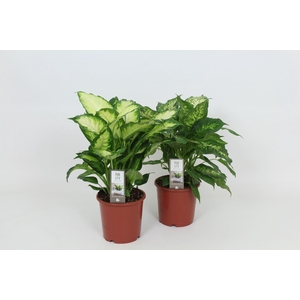 Dieffenbachia