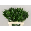 HOLLY FERN