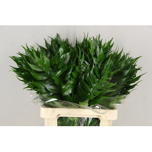 HOLLY FERN