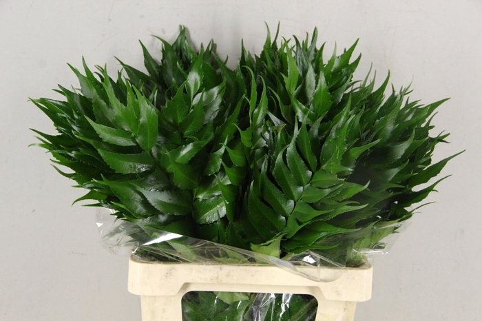 <h4>HOLLY FERN</h4>