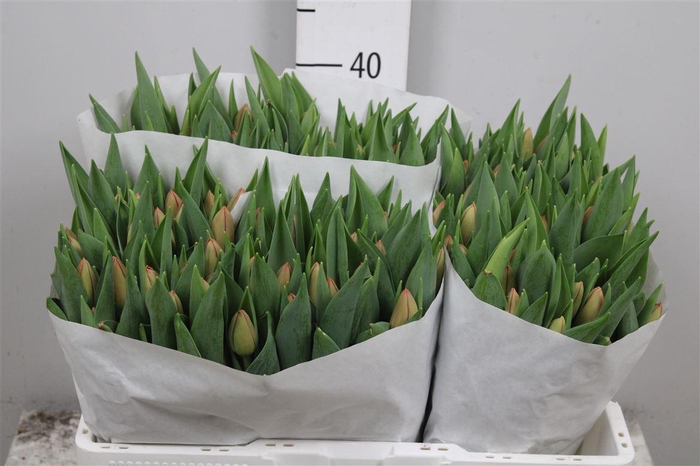 <h4>Tu En Delta Storm</h4>