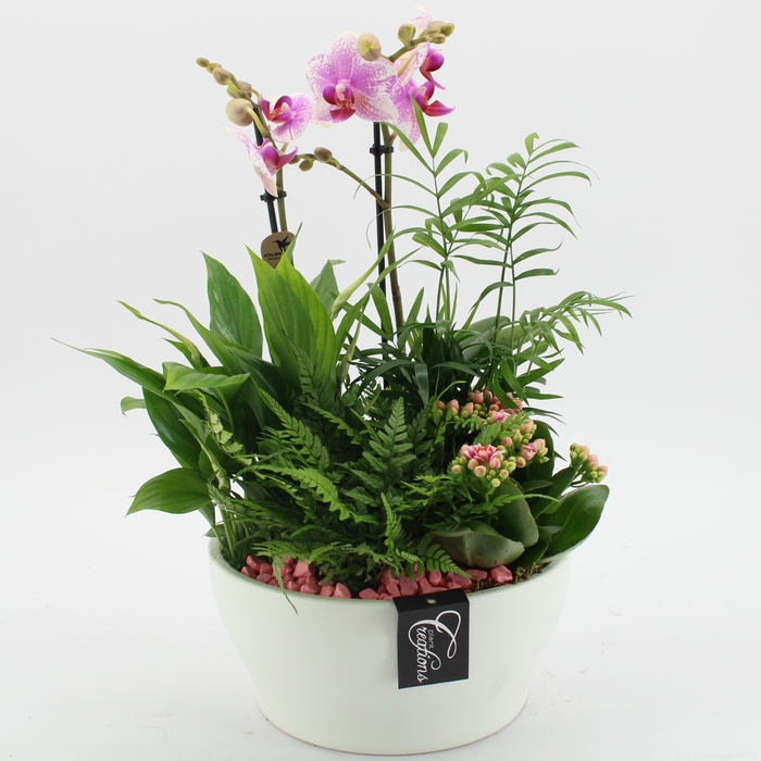 PHAL-2424RZ Phalaenopsis creatie