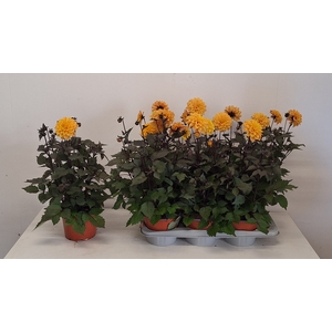 DAHL GARDEN DL G YEL