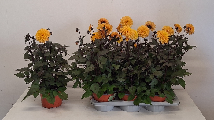 <h4>DAHL GARDEN DL G YEL</h4>