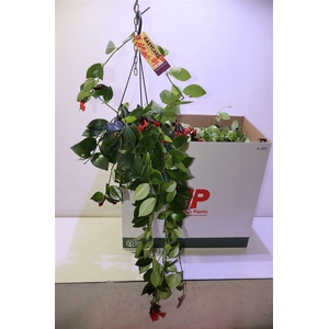 arr8 Aeschyn Mona Lisa