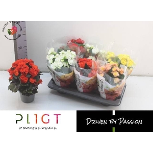 BEGONIA MIX P14