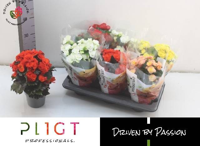 <h4>BEGONIA MIX P14</h4>
