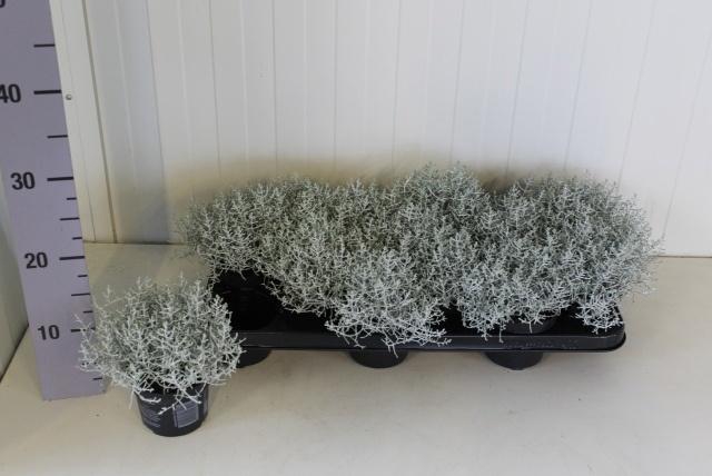 <h4>LEUCOPH BROWNII</h4>