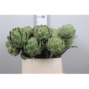 Cynara Scolymus