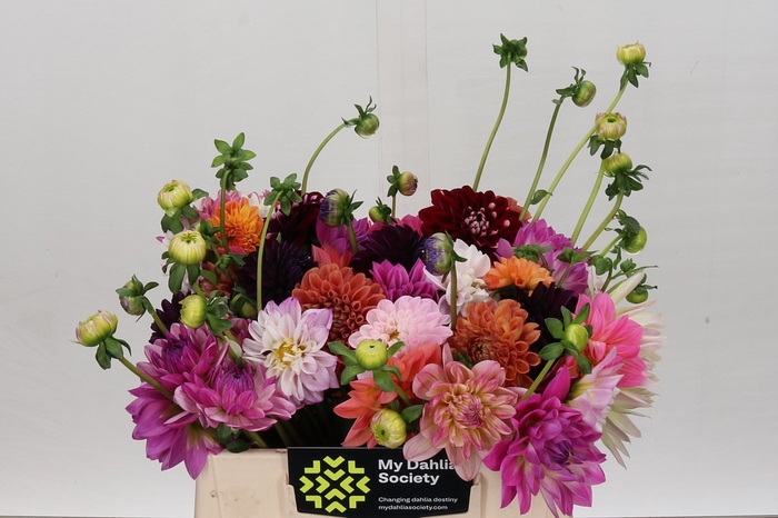 Dahlia mixed bunch