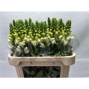 Antirrhinum Poto Ivory White 70cm