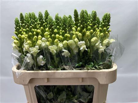 <h4>Antirrhinum Poto Ivory White 70cm</h4>