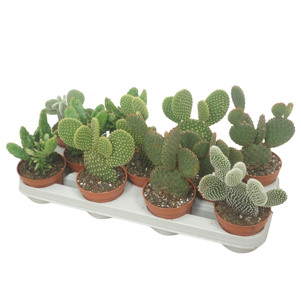 <h4>Opuntia mix 10,5 cm</h4>