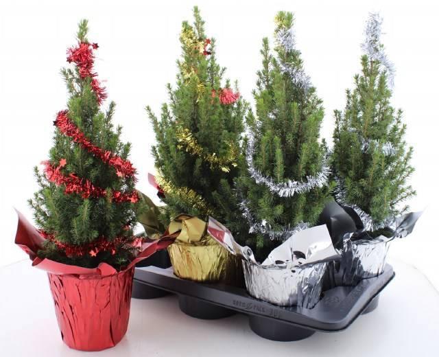 <h4>PICEA GL PERFECTA</h4>