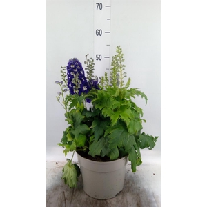 Delphinium el. 'MagicF Blue D Bee'