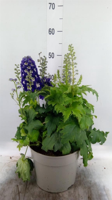 <h4>Delphinium el. 'MagicF Blue D Bee'</h4>