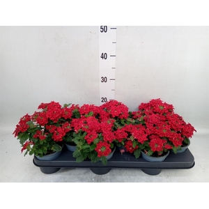 Verbena  'Lascar Red'