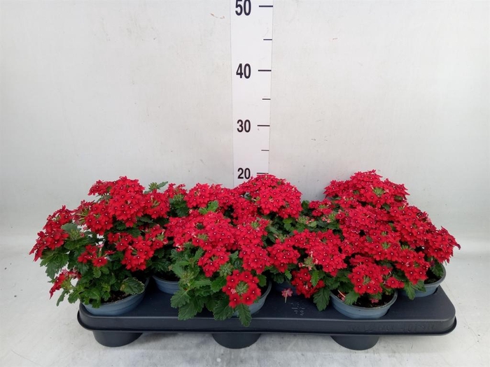 <h4>Verbena  'Lascar Red'</h4>