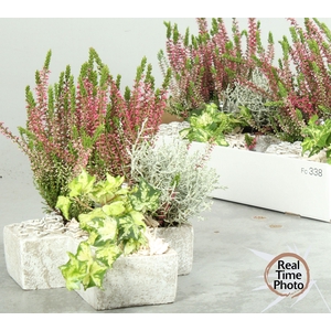 ARR TUINPLANTEN