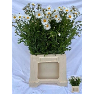 Leuc Ov Margriet Wit