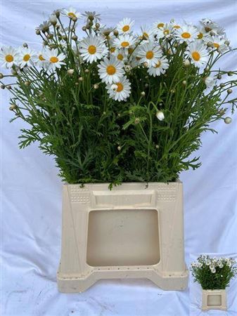 <h4>Leuc Ov Margriet Wit</h4>
