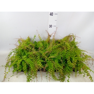 Adiantum caudatum