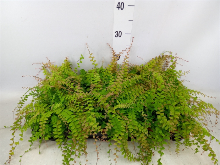 <h4>Adiantum caudatum</h4>