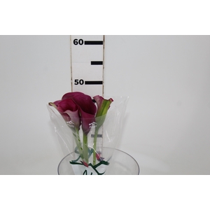 CALLA PROMISE 040 CM