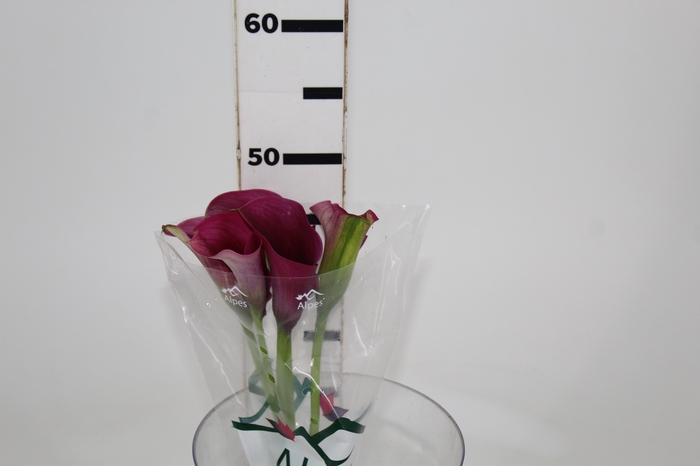 CALLA PROMISE 040 CM
