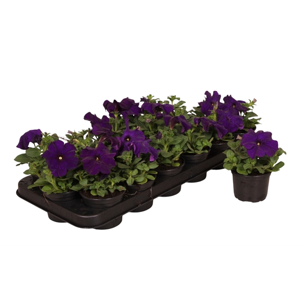 <h4>Petunia blauw p9</h4>