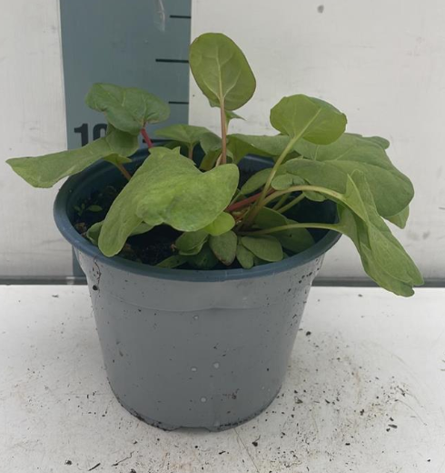 Rheum palmatum