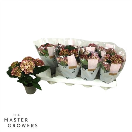 <h4>Hydrangea Macr. 10cm Elfy 3+ Bloem</h4>