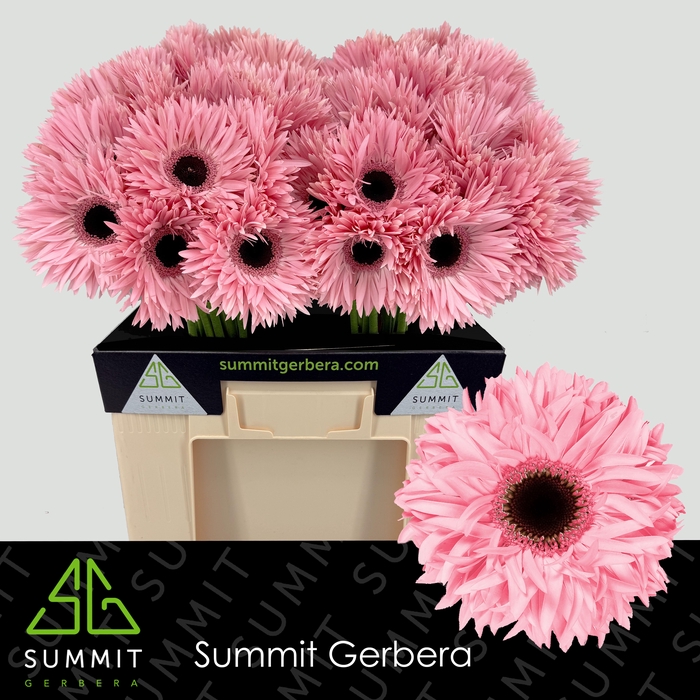 <h4>Gerbera Spider Abu Water</h4>