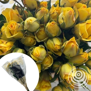 R Eq Spray Babe Yellow