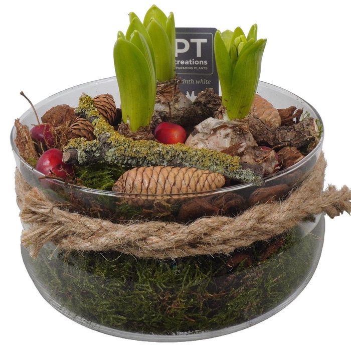 <h4>Arr.  Hyacinthus L%</h4>