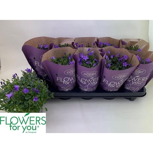 Campanula port Ocean 11Ø 22cm