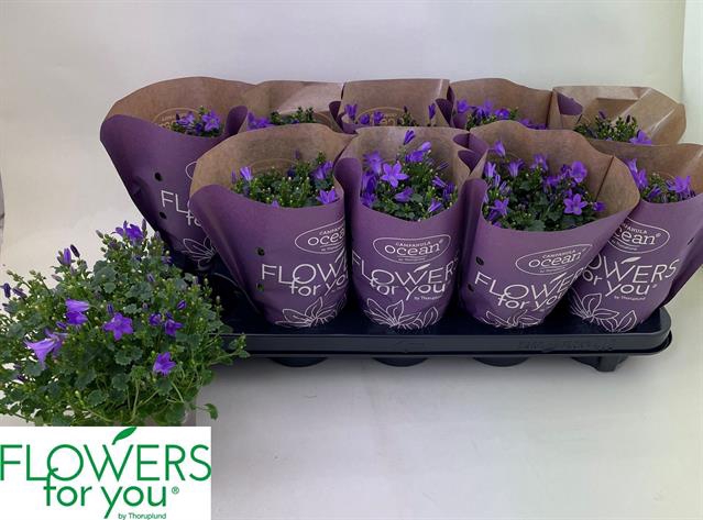 Campanula port Ocean 11Ø 22cm