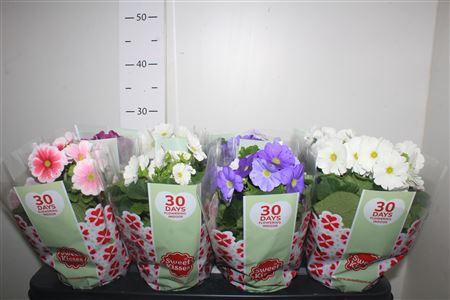 <h4>Prim Ob Tm Gem</h4>