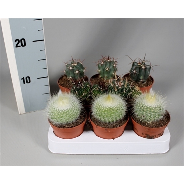 <h4>Cactus 8,5 cm luxe bollenmix op rij</h4>
