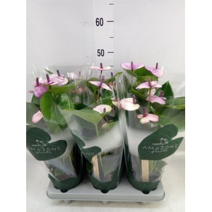 Anthurium andr. 'Laguna'