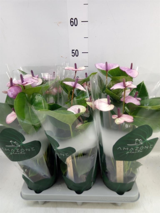 <h4>Anthurium andr. 'Laguna'</h4>
