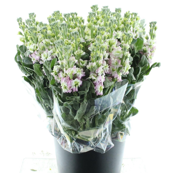 <h4>Matth Incana Iron White / Pink</h4>