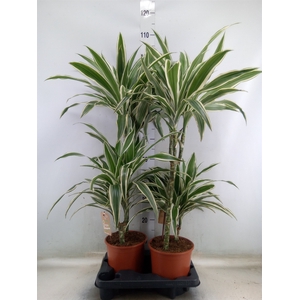 Dracaena fr de 'White Stripe'