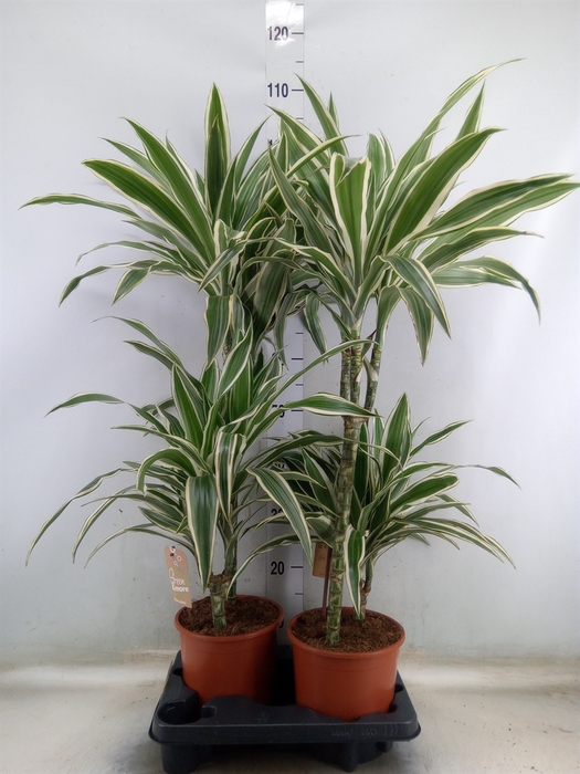 <h4>Dracaena fr de 'White Stripe'</h4>