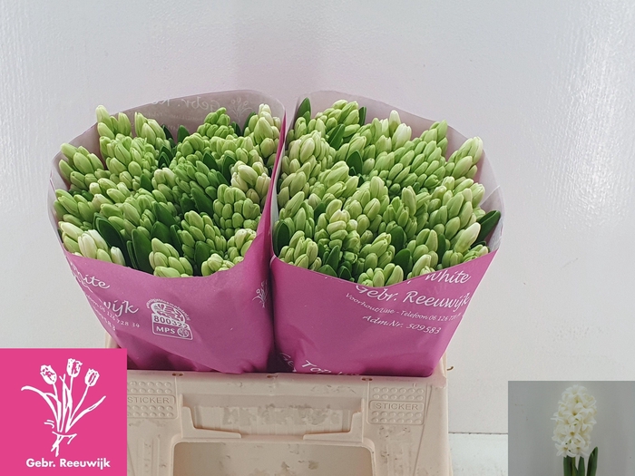 <h4>HYAC TOP WHITE</h4>