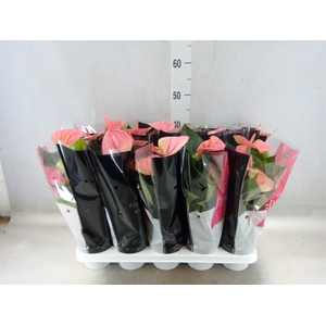 Anthurium andr. 'Sweet Dream'